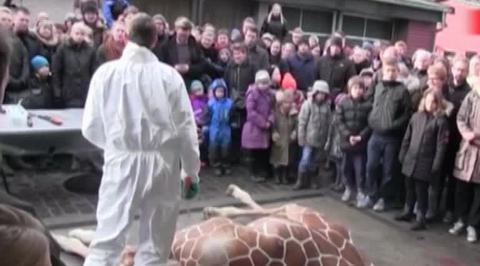 В датском зоопарке жирафа застрелили и скормили львам на глазах у публики