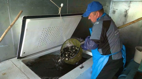 Тысячи молодых сазанов выпустили в Шершневское водохранилище