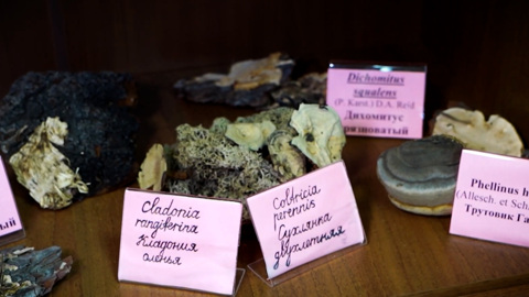Микология – больше, чем наука. Эфир от 08.11.2024