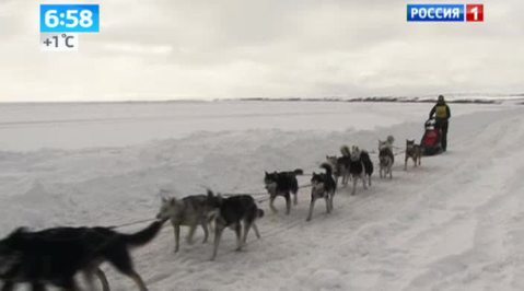 Собачьи упряжки 