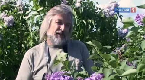 Время сирени