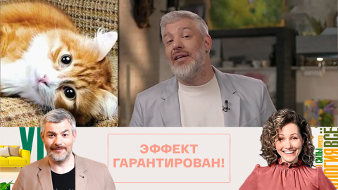 Как защитить мягкую мебель от кошачьих когтей