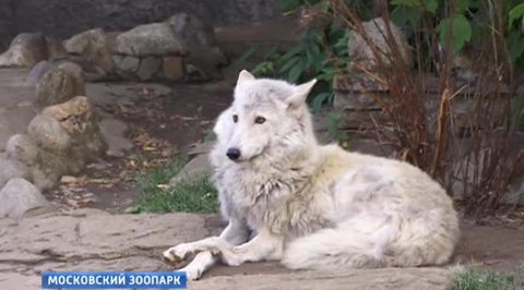 Московский зоопарк открывает тайны ночной жизни