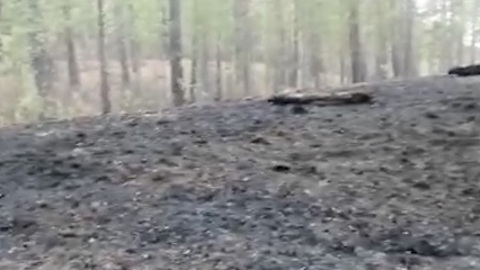 Поджигателей лесов в Забайкалье будут фиксировать фотоловушки