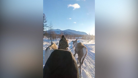 В Каларском округе завершились осенние плановые профилактические мероприятия на оленеводческих стоянках