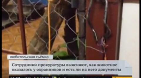 Прогулка с леопардом во дворе дома на севере Москвы. Видео