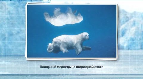 Природа Арктики в картинках