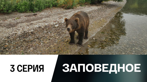 Медведь и его нерка