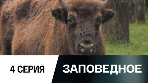 Путь зубра
