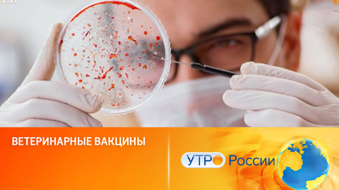 Добрые пчелы