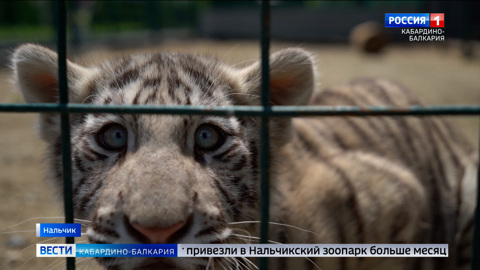 В Нальчикском зоопарке завершился этап масштабного обновления