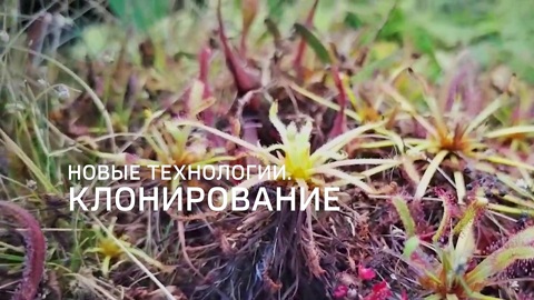 Новые технологии. Клонирование