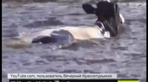 На Урале девушка спасла тонущих коров