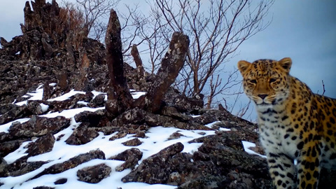 ИИ-трансформация устойчивого развития. Защита диких животных