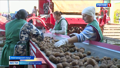 В Новгородском округе заработал центр сбора фермерской продукции