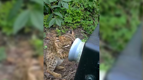 Напал на фотоловушку: амурского лесного кота запечатлел фотограф-анималист из Приамурья