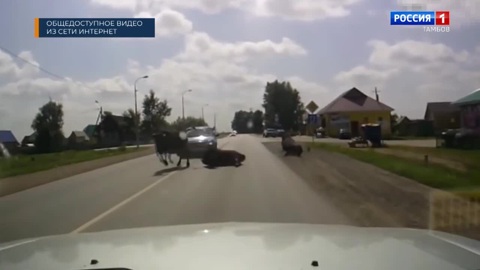 Лесные "встречи"