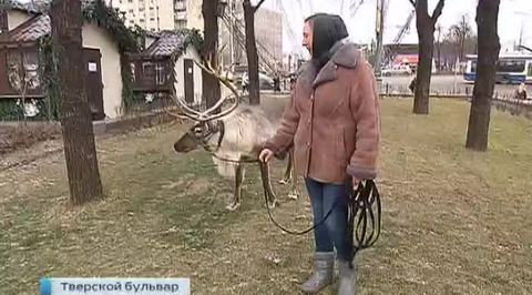 Олень Рудольф выходит на прогулки по Тверскому бульвару