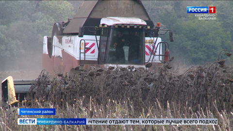 Земледельцы КБР собирают урожай подсолнечника