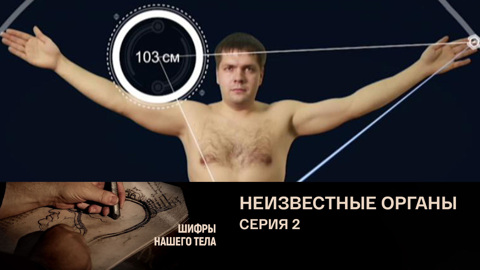 Неизвестные органы. Селезенка. Тимус