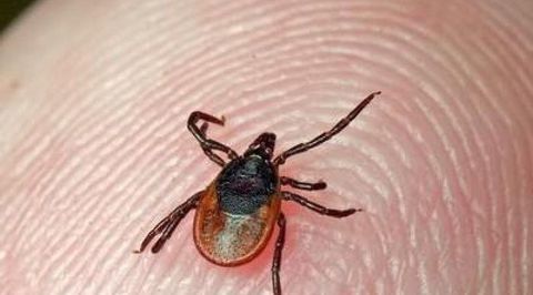 Наиболее опасный месяц в плане заболевания клещевым энцефалитом – май