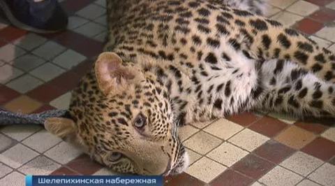 Игра в кошки-мышки: в Москве пойман беглый леопард