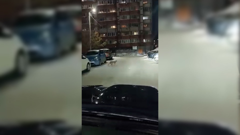 Рыси в городе: ещё одну дикую кошку заметили накануне среди многоэтажек в Благовещенске