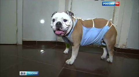 Клиника "Зоодруг": живодеры с выездом на дом, дорого