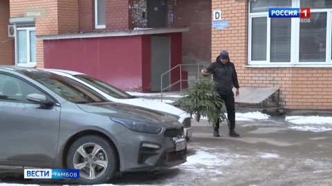 В областном центре начал работу пункт сбора новогодних ёлок