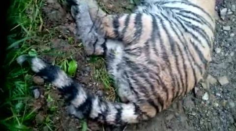 Амурский тигренок борется за жизнь с помощью врачей