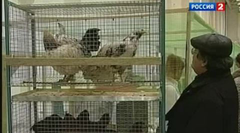 Кому нужны зеленые яйца?