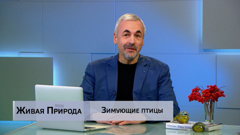 Живая природа. "Зимующие птицы". Эфир от 07.02.2026