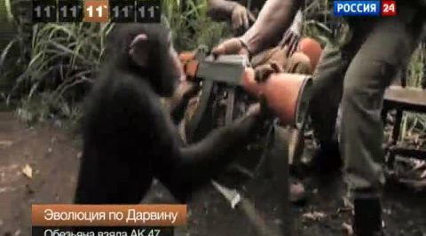 События 2011 года: самые популярные видео с животными