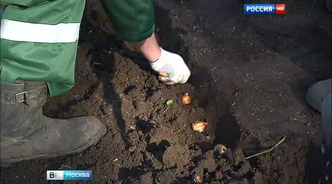 Мосзеленхоз подготавливает цветники к сезону-2016