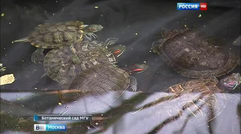"Аптекарский огород" стал приютом для черепах