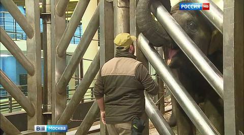 Московским слонам обновили жилище