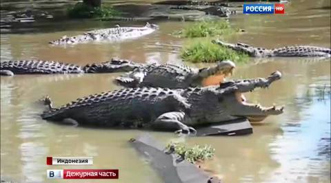 крокодилы