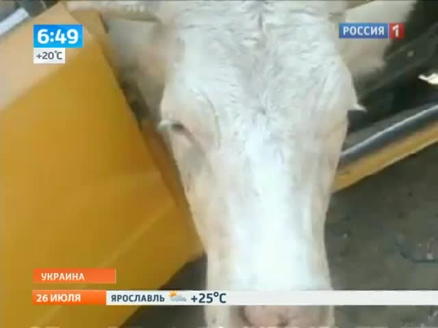 Корова в "Жигулях"