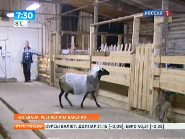 Карелия: овечья радость
