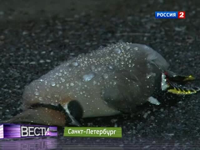 Петербург атаковали пьяные птицы