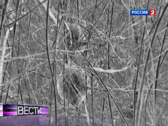 Симулятор мозга, гибкие смартфоны и всевидящий манекен