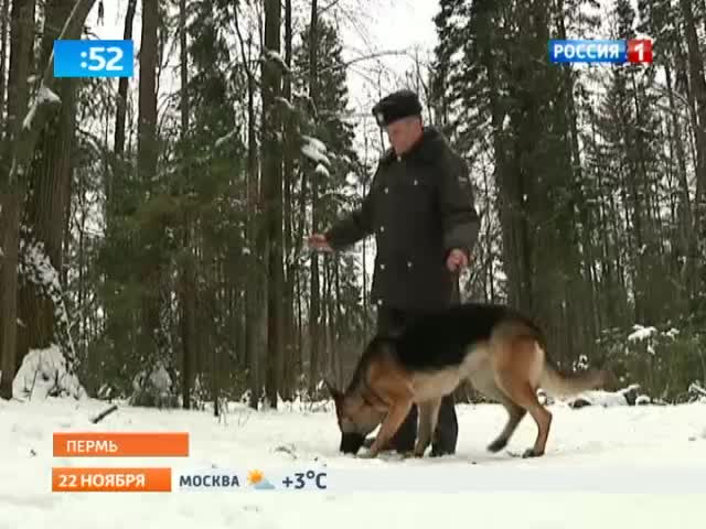 Друзья человека: будни служебных собак