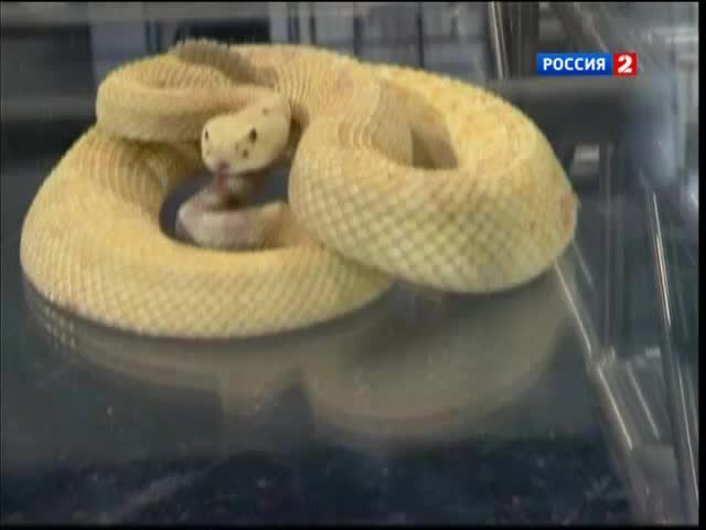 Эфир от 12.12.2012