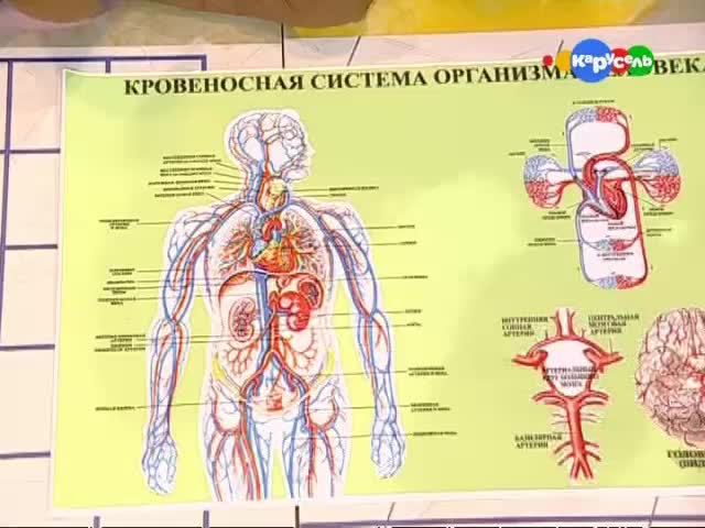 Кровеносная система