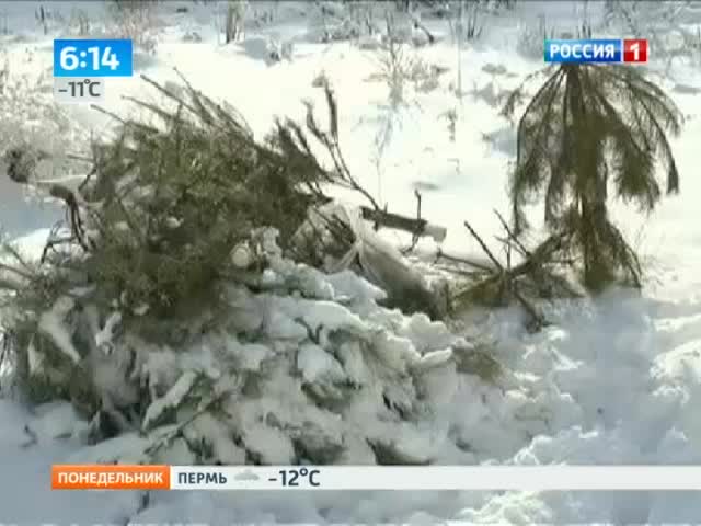 Вторая жизнь новогодней елки