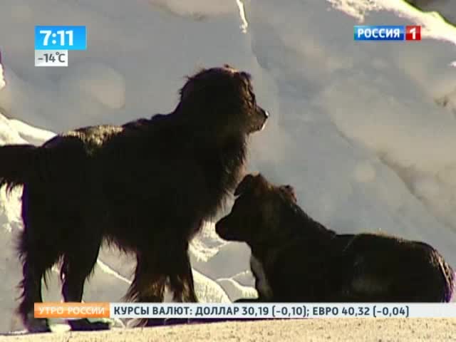 Собачья жизнь: в России участились нападения бродячих собак