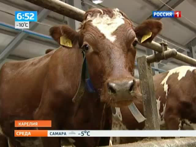 Новые буренки дают в два раза больше молока