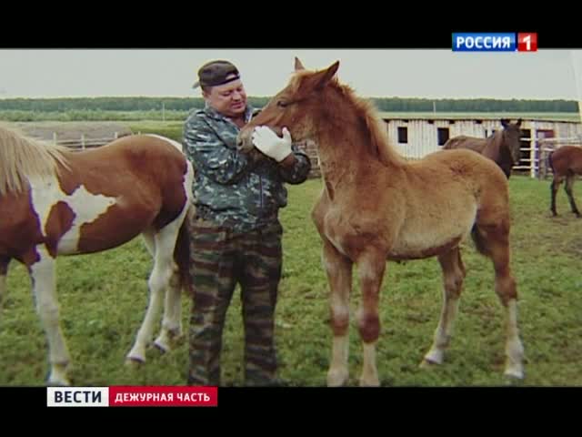 Высокопоставленный полицейский брал взятки лошадьми