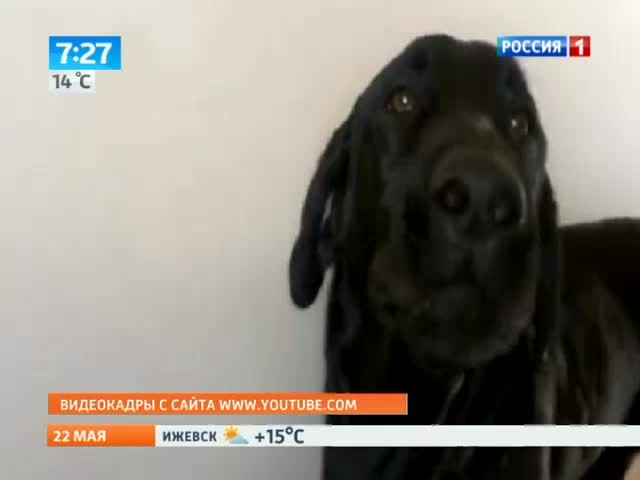 Лабрадор поет песню Адель. Видео