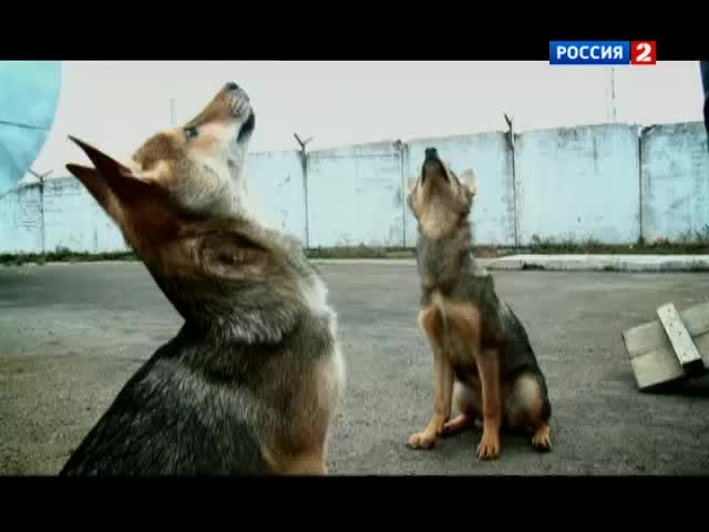 Большой скачок. Кинологи. Суперсобаки